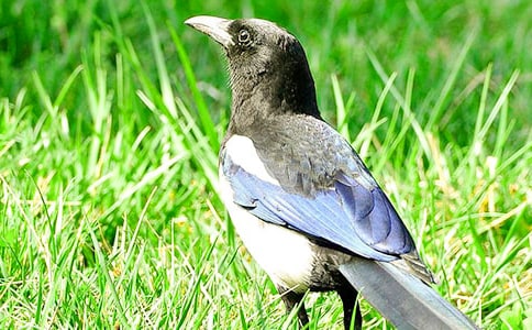 ��������һֻϲ�oС�W(xu��)һ�꼉��������